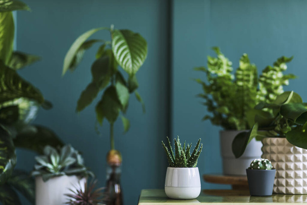 Beautiful green houses plants in jars and pots - Zdjęcie, obraz