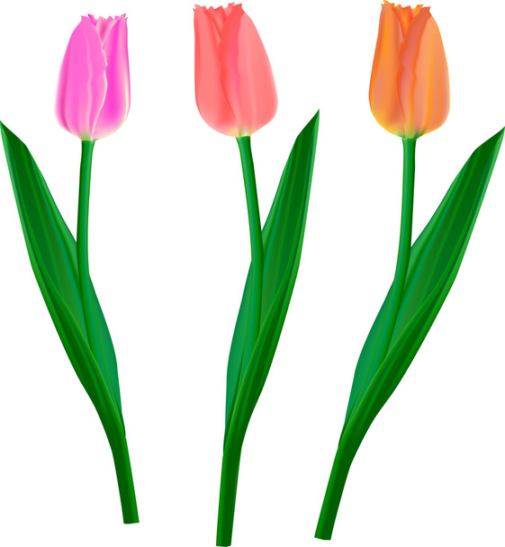 Tulips separate - Vector, Image