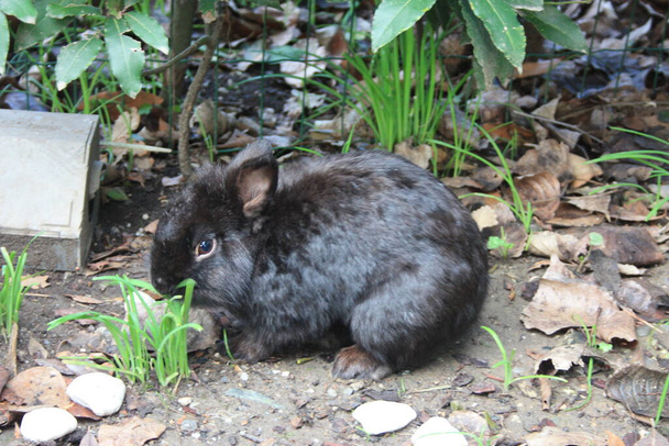 een kleine zwarte harige konijnenwelp krabben zijn gezicht met zijn poot en hoppen in kont - Foto, afbeelding