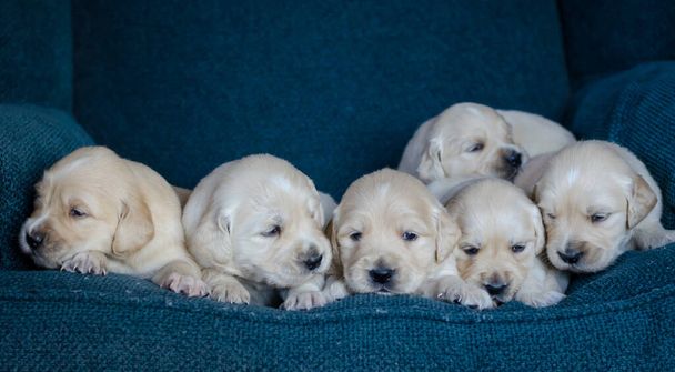 Retrato de una camada de cachorros de recuperación de oro adorables o bebés en un fondo azul. - Foto, Imagen