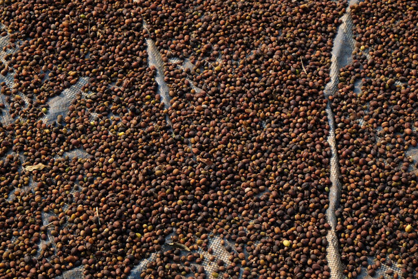 Raw Coffee Beans Drying on the Table in the Local Village - Photo, Image
