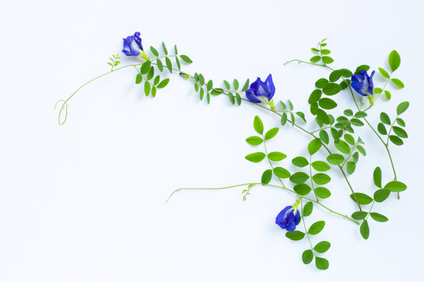 Butterfly pea flower with leaves on white background. Top view - Photo, Image
