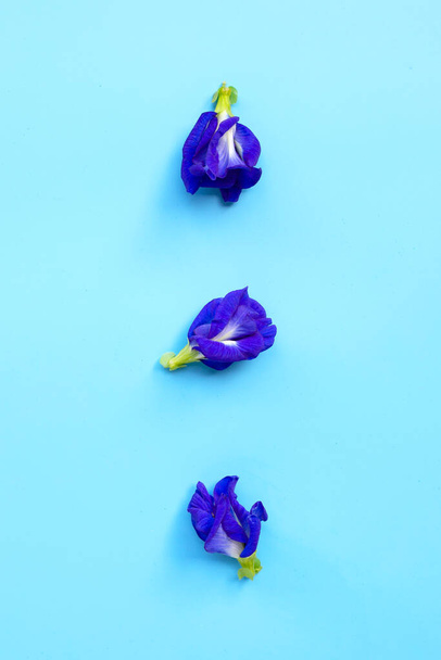 Blue butterfly pea flower blooming, on blue background. - Foto, imagen