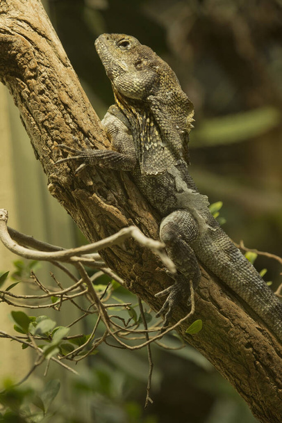 A fodros nyakú gyík (Chlamydosaurus kingii). - Fotó, kép