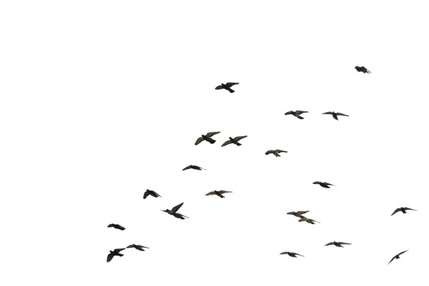 Troupeaux de pigeons volants isolés sur fond blanc. Enregistrer avec le chemin de coupe
. - Photo, image