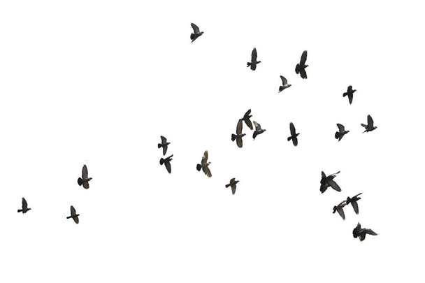 Schwärme fliegender Tauben isoliert auf weißem Hintergrund. Sparen mit Schnittpfad. - Foto, Bild