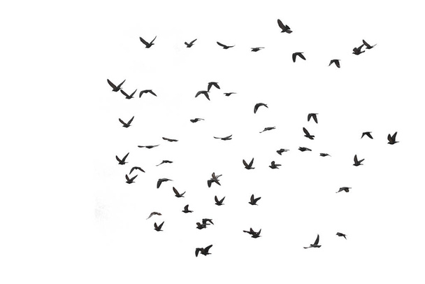 Egy csapat repülő galamb, fehér háttérrel elszigetelve. Mentés a vágási útvonalon. - Fotó, kép