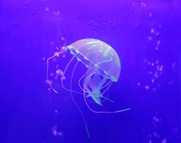 Medúza, a fontos nagy plankton a tengeren, a cnidariaiaké. - Fotó, kép
