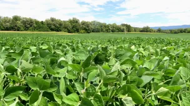 Soja veld en soja planten bewegen in een wind op een heldere zonnige dag - Video