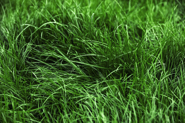 Natural green grass background, fresh lawn top view - 写真・画像