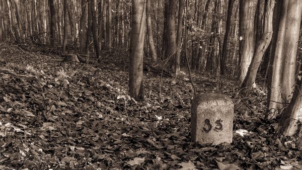Spooky Forrest - Foto, afbeelding