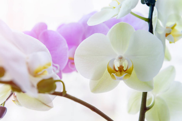 Beautiful orchid blossom on green brunch close up - Foto, Bild