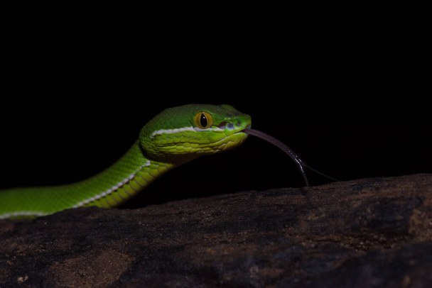 Крупним планом жовтий губи Viper зелений яму змія (Куфія trigonocephalus) в природі з Таїланду - Фото, зображення