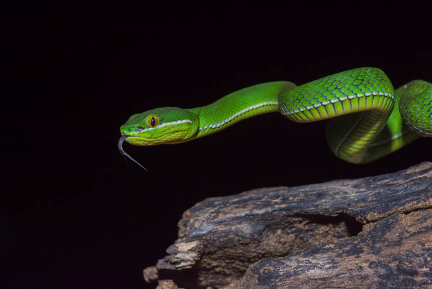 Detailní záběr lehkonohé žluto zelenou zmiji had (Trimeresurus trigonocephalus) v přírodě z Thajska - Fotografie, Obrázek