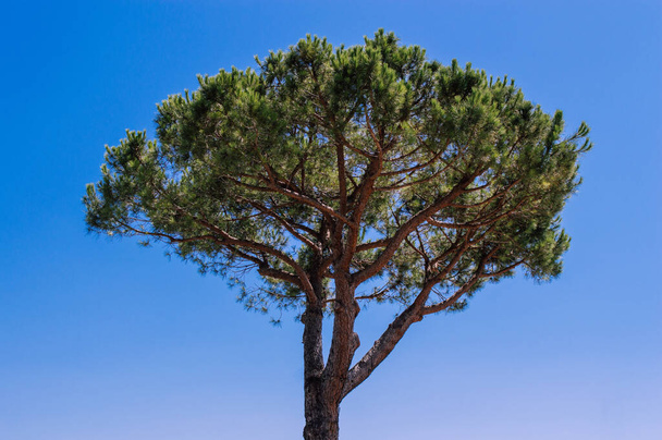 Coniferous tree close-up on a background of blue sky in detail - Photo, Image