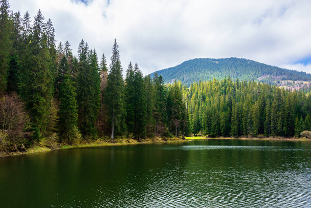 alpine mountain lake among the forest. beautiful sunny weather with fluffy clouds on the blue sky. springtime scenery in dappled light. body of water in Synevyr national park, ukraine - Photo, image