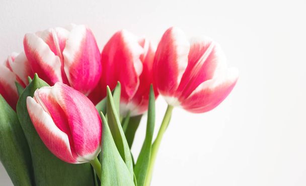 Roze tulpen. Cadeau en Proficiat aan Gelukkige verjaardag, Valentijnsdag, moederdag, bruiloft of andere feestdagen. Mooie bloem bloei, close-up - Foto, afbeelding