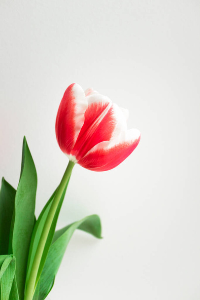 Pink tulip. Minimalist postcard to Happy birthday, Valentine's Day, Mother's day, wedding or other holidays. Beautiful flower bloom, vertical - Photo, Image