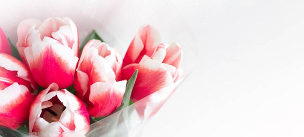 Close-up bloei van roze en witte tulpen. Model voor felicitaties ansichtkaart. Mooie bloemen banner achtergrond - Foto, afbeelding