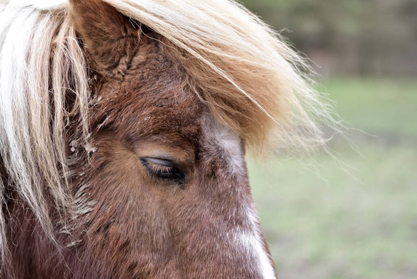 La cabeza de un pony rojo, con una larga explosión y un hermoso ojo cerrado, primer plano, enfoque suave
 - Foto, imagen