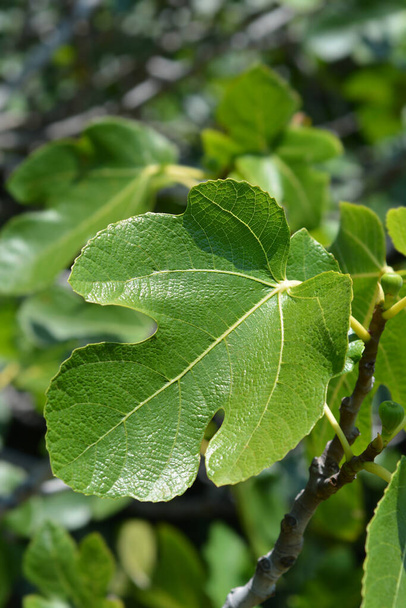 Common fig leaves - Latin name - Ficus carica - Фото, зображення