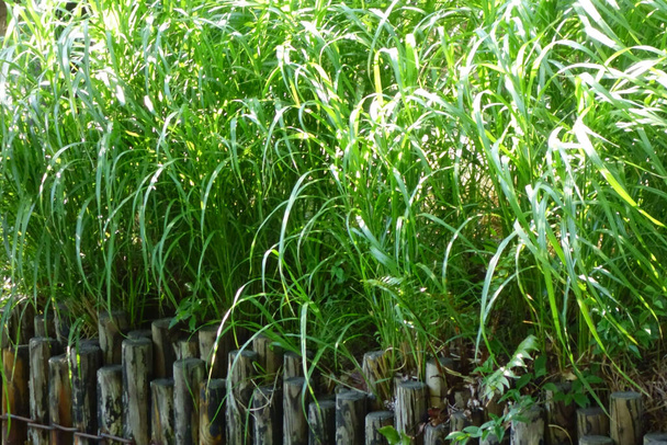 Листя бамбука густо росте в болоті навколо ставка
 - Фото, зображення