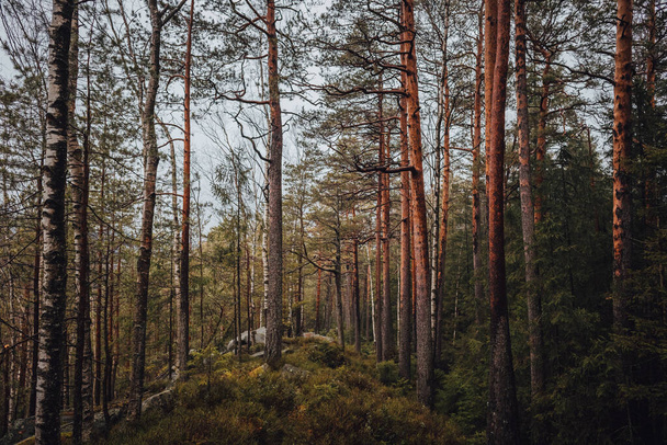 Spící Karpatský les, Karpatské vodopády - Fotografie, Obrázek