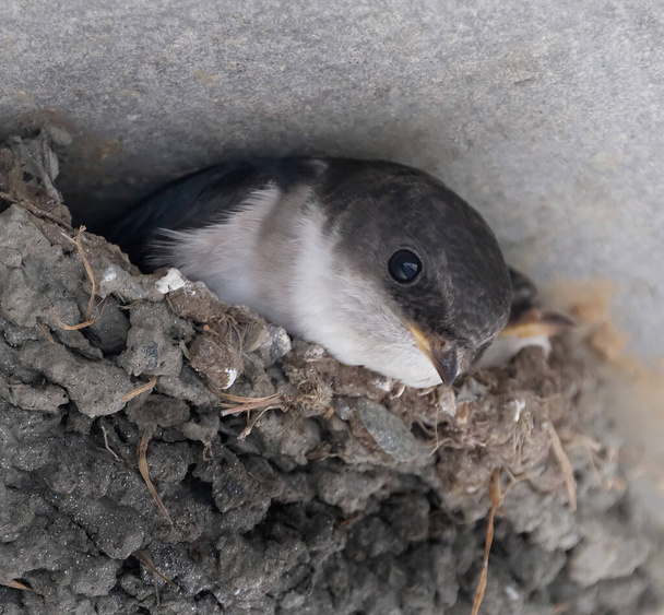 The common house martin, sometimes called the northern house martin or, particularly in Europe, just house martin, is a migratory passerine bird of the swallow family which breeds in Europe, north Africa and temperate Asia. - Photo, Image