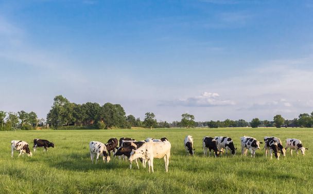 オランダのフローニンゲン近郊の草原地帯にある黒と白のホルシュタイン牛 - 写真・画像