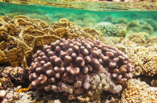 Levend koraalrif in de Rode Zee, Egypte. Natuurlijke ongewone achtergrond. - Foto, afbeelding