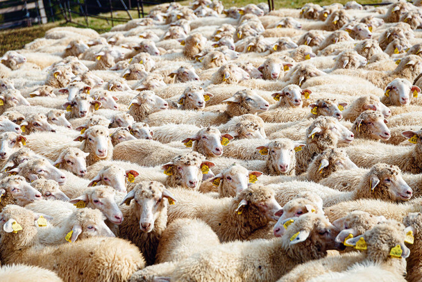 witte schapen in een pen kijken naar camera - Foto, afbeelding
