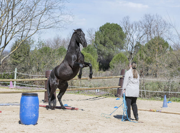  Верховая девчонка тренирует свою черную лошадь - Фото, изображение