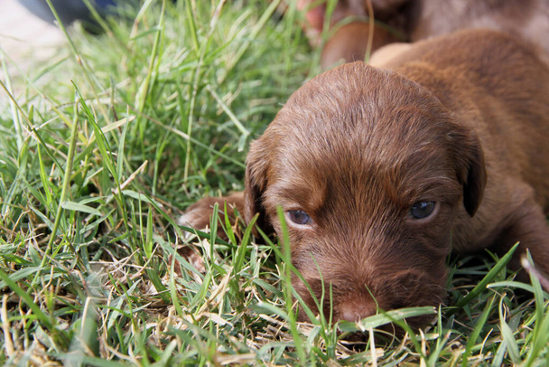 Kahverengi saçlı köpek yavrusu çimlerin üzerinde yatıyor. - Fotoğraf, Görsel