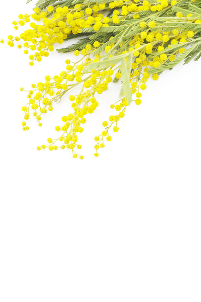 blooming mimosa tree and blue sky. seasonal floral background - Foto, Imagem