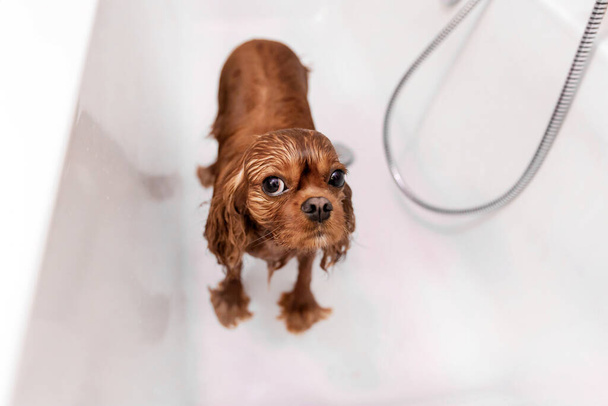 Zabawny mokry pies w wannie po wzięciu prysznica - Zdjęcie, obraz