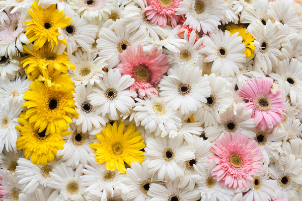Fondo flores multicolores
 - Foto, Imagen