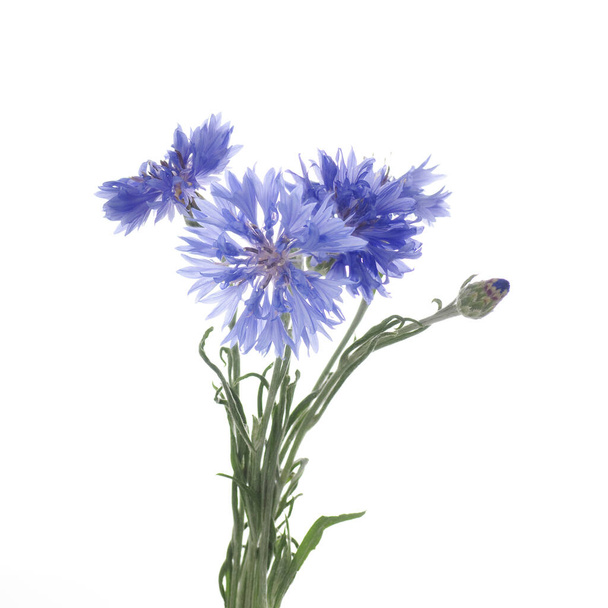 白い背景にナプウィードの青い花 - 写真・画像