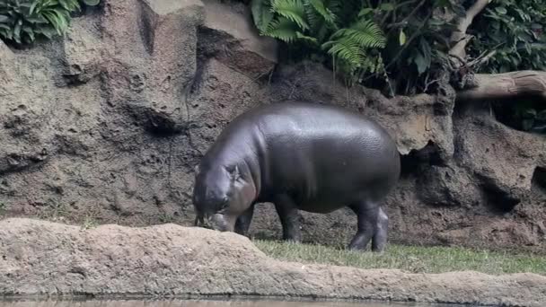 Un hipopótamo puede alimentarse del zoológico y comer hierba.
. - Metraje, vídeo