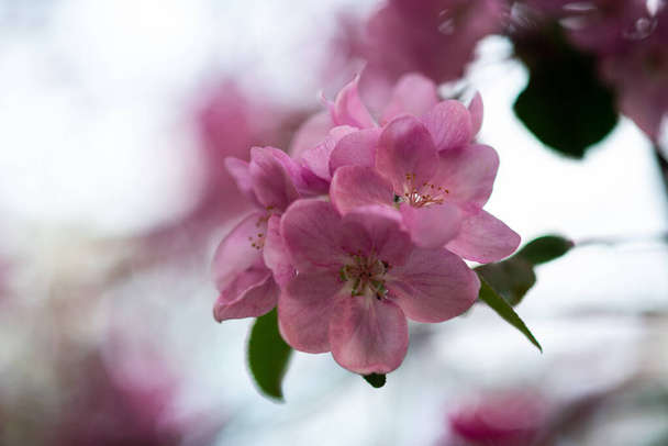 tender pink flowers on the twig, spring has come - Foto, Imagem