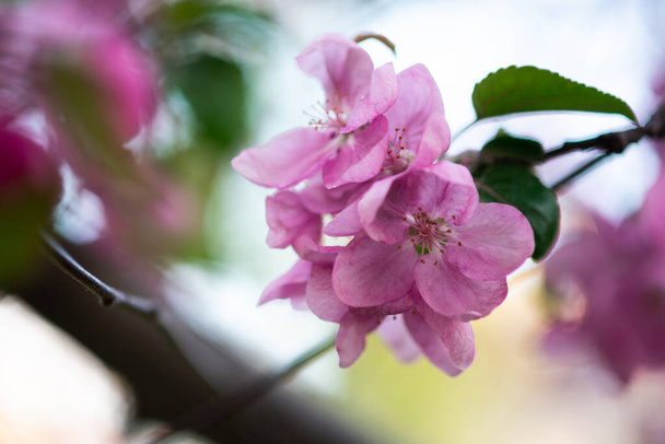 tiernas flores rosadas en la ramita, la primavera ha llegado
 - Foto, imagen