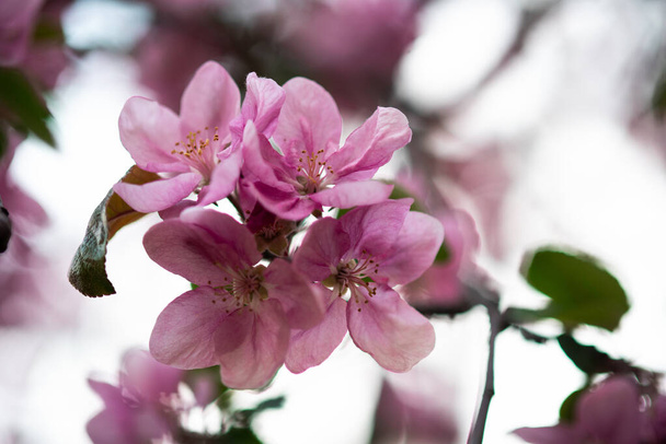 czułe różowe kwiaty na gałązce, wiosna nadeszła - Zdjęcie, obraz