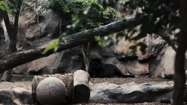 A panther rests in the shade of a tree in the zoo. - Footage, Video