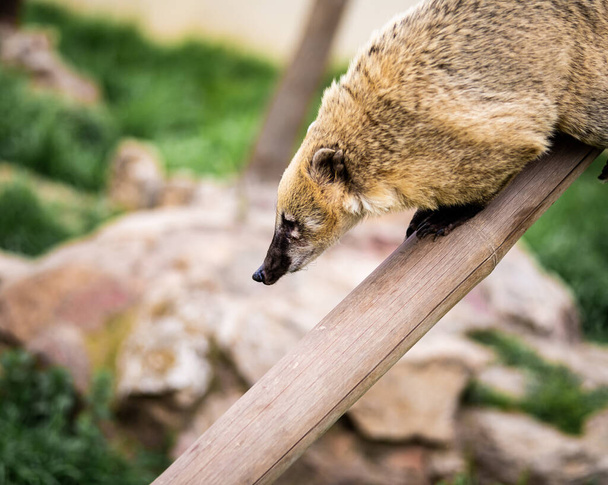 A Ring-Tailed Coati on a Long Tree Branch Looks Down At Something - Φωτογραφία, εικόνα