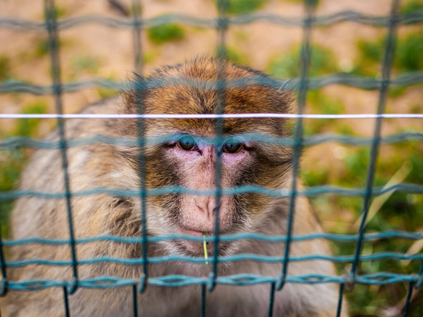 A Barbary Macaque Eats A Strand Of Grass From Behind Bars - 写真・画像