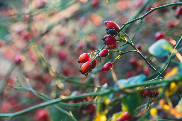 bush, rosehip in autumn - Photo, Image