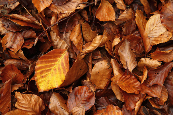 Dead beech leaves on the ground in November, Asturias. Spain. - Photo, Image
