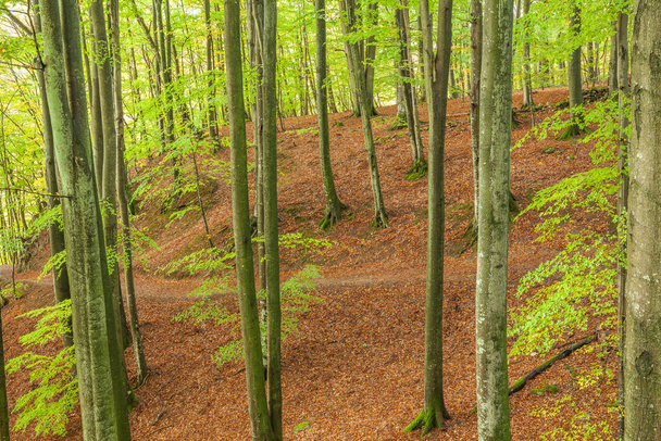 Vista panorámica de una madera de haya en primavera
 - Foto, imagen