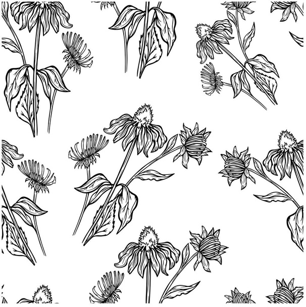  パターンエキナセアシームレス壁紙薬用植物グラフィックアウトライン花の性質プリンベクトルイラスト分離 - ベクター画像