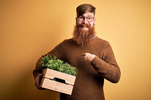 Рыжий ирландец с бородой держит деревянную коробку со свежими растениями на желтом фоне с неожиданным лицом, указывающим пальцем на себя
 - Фото, изображение