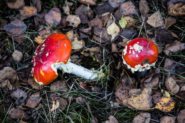 Taburetes con tapa roja en otoño
 - Foto, Imagen